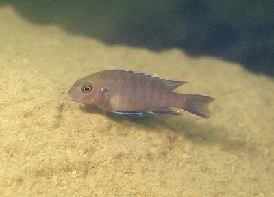 Tropheops sp. 'elongatus namalenje' Namalenje Island